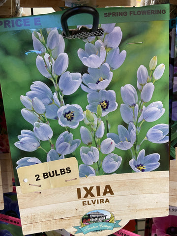 BULBS SPRING $17.99 