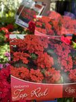 VERBENA ELITE TOP RED 14CM
