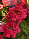 VERBENA ELITE TOP RED 14CM