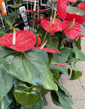 ANTHURIUM 25CM 