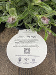 LAVANDULA LA DIVA BIG NIGHT 20CM