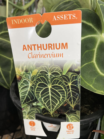 ANTHURIUM CLARINERVIUM 18CM