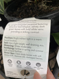 ANTHURIUM CLARINERVIUM 18CM