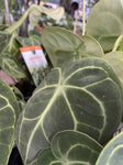ANTHURIUM CLARINERVIUM 18CM
