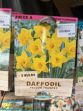BULBS SPRING $9.99