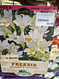 BULBS SPRING $9.99