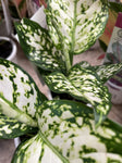 AGLAONEMA SILVER COSMETICS 9CM