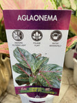 AGLAONEMA SILVER COSMETICS 9CM