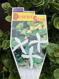 CARISSA DESERT STAR 20CM