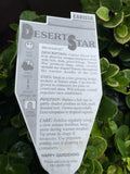 CARISSA DESERT STAR 20CM