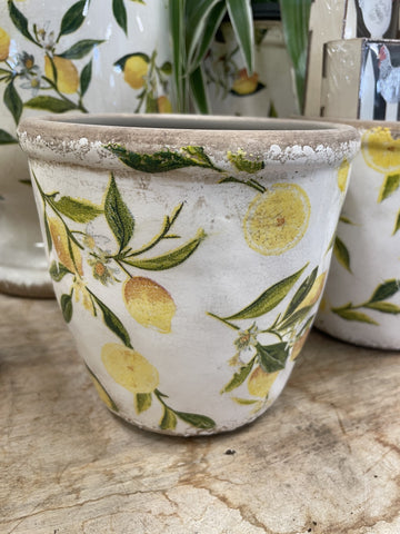 designer plant pots australia BOTANICAL LEMON POT SMALL – Poyntons Nursery
