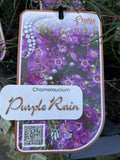 CHAMELAUCIUM PURPLE RAIN 14CM