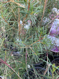 CHAMELAUCIUM PURPLE RAIN 14CM