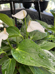 ANTHURIUM WHITE 18CM