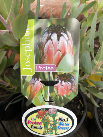 PROTEA JOSEPHINE 20CM