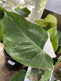 PHILODENDRON WHITE PRINCESS 20CM