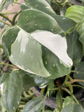 PHILODENDRON WHITE PRINCESS 20CM