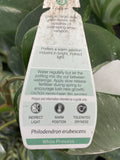 PHILODENDRON WHITE PRINCESS 20CM