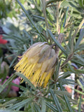 DIPLOLAENA ANGUSTIFOLIA 14CM