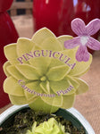 PINGUICULA 7CM