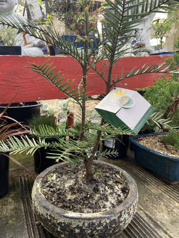 WOLLEMI PINE TREE BONSAI -MEDIUM