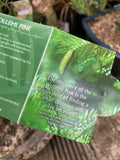 WOLLEMI PINE TREE BONSAI -MEDIUM