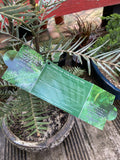 WOLLEMI PINE TREE BONSAI -MEDIUM