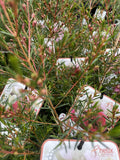 CHAMELAUCIUM KALBARRI 14CM