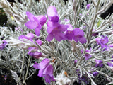 EREMOPHILA NIVEA (GRAFTED) 30CM