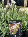 LAVANDULA FORTE WHITE 14CM