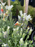 LAVANDULA FORTE WHITE 14CM