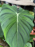 PHILODENDRON DEAN MCDOWELL 20CM