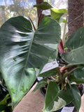 PHILODENDRON WHITE KNIGHT 20CM