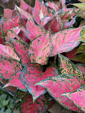 AGLAONEMA LADY VALENTINE 17CM