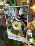 HIBISCUS RUBRA 30CM