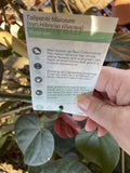 HIBISCUS RUBRA 30CM