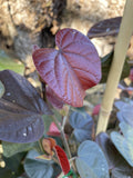 HIBISCUS RUBRA 30CM
