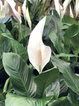 SPATHIPHYLLUM ROMANO 18CM