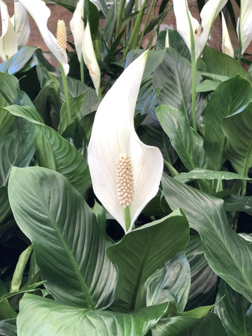 SPATHIPHYLLUM ROMANO 18CM