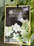 HELLEBORUS ICE BREAKER MAX 18CM