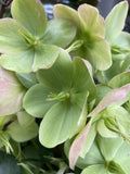 HELLEBORUS ICE BREAKER MAX 18CM