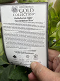 HELLEBORUS ICE BREAKER MAX 18CM
