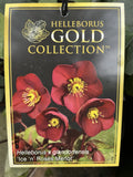HELLEBORUS ICE N ROSES MERLOT 18CM
