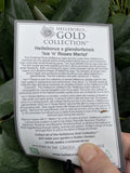 HELLEBORUS ICE N ROSES MERLOT 18CM