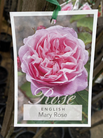 ROSA STANDARD MARY ROSE DAVID AUSTIN 2FT BARE ROOT
