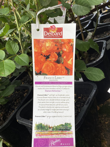 ROSA DELBARD FRANCE LIBRE BARE ROOT 