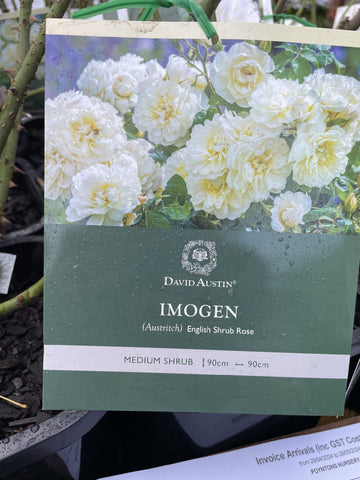 ROSA IMOGEN BARE ROOT
