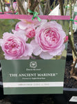 ROSA THE ANCIENT MARINER BARE ROOT