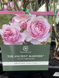 ROSA THE ANCIENT MARINER BARE ROOT