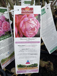 ROSA DELBARD MADAME DELBARD BARE ROOT